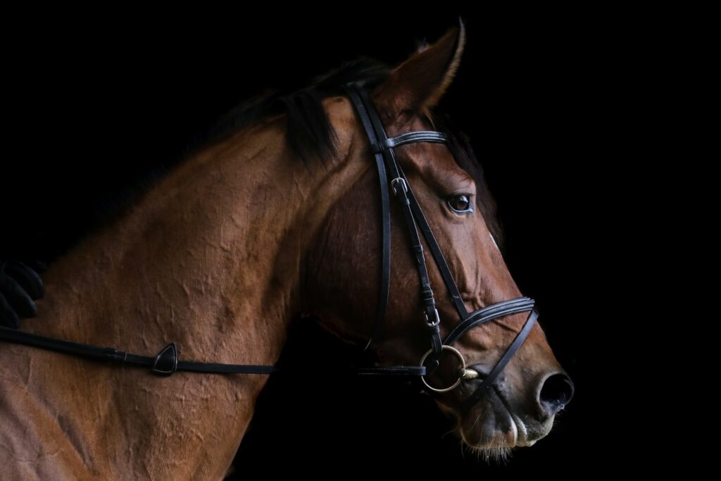 Closeup photo of brown horse reins