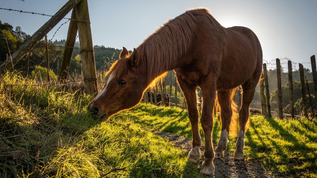 Brown horse beside barbwire fence