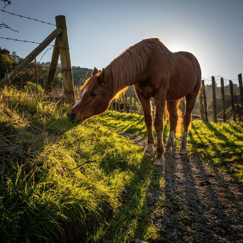 Brown horse in the sun  beside barbwire fence