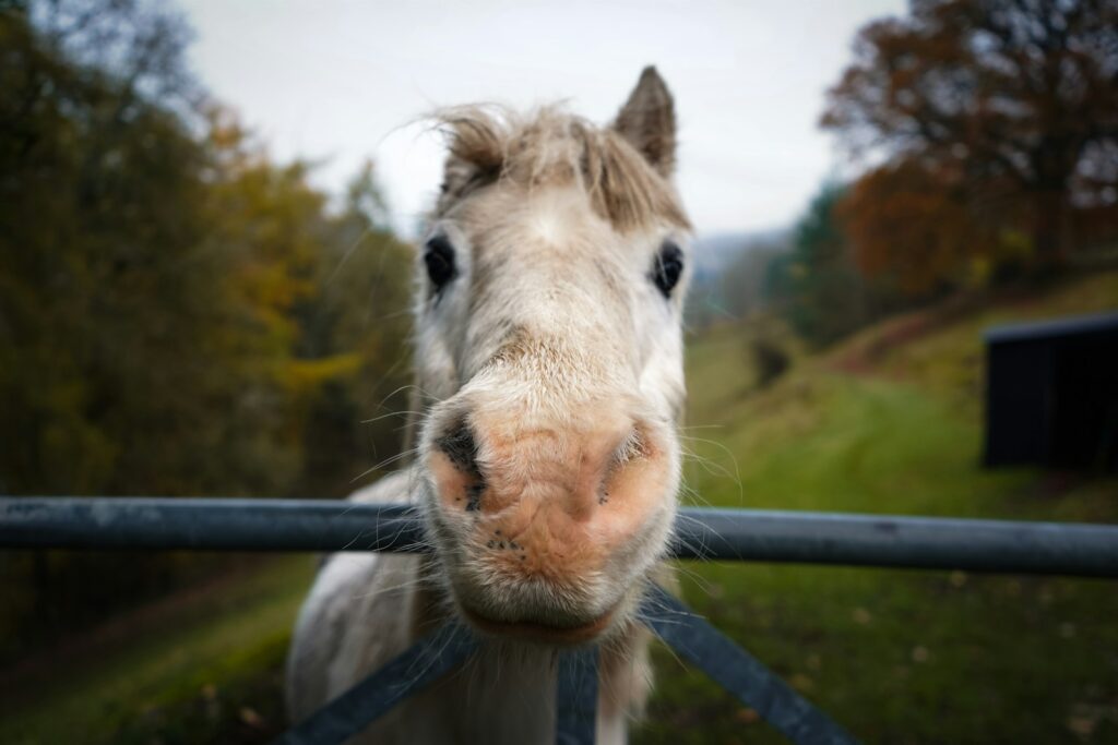 Close up of a pony looking over a fence
