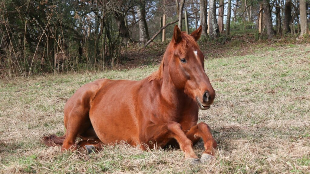 A brown horse laying on top of a grass covered field