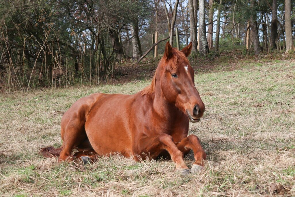 Chestnut horse laying on top of a grass covered field