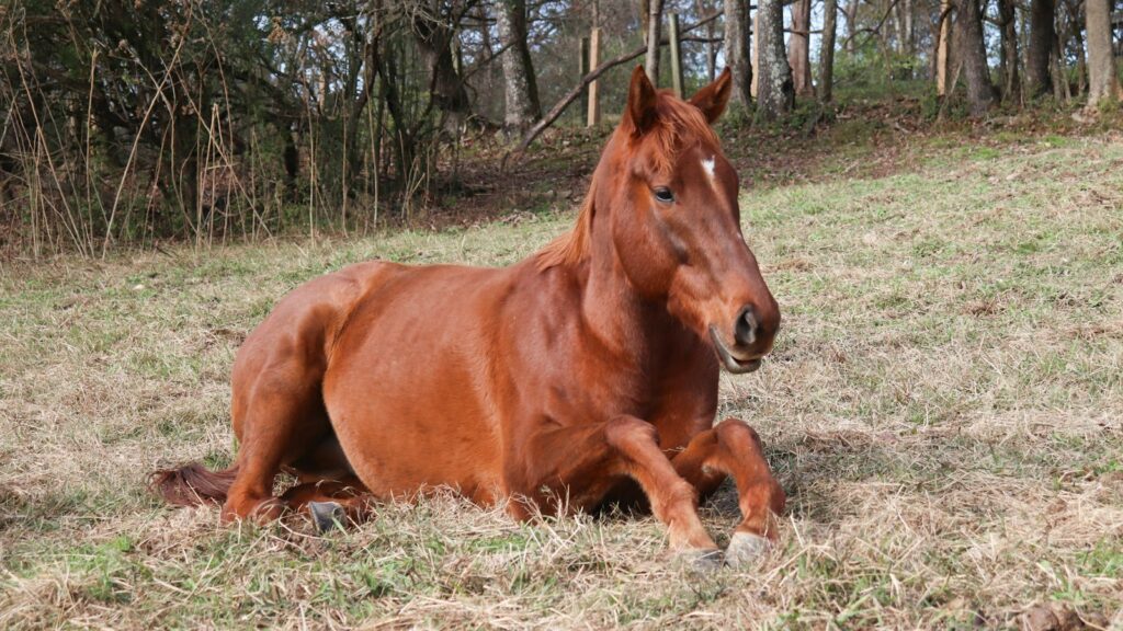 A brown horse laying on top of a grass covered field