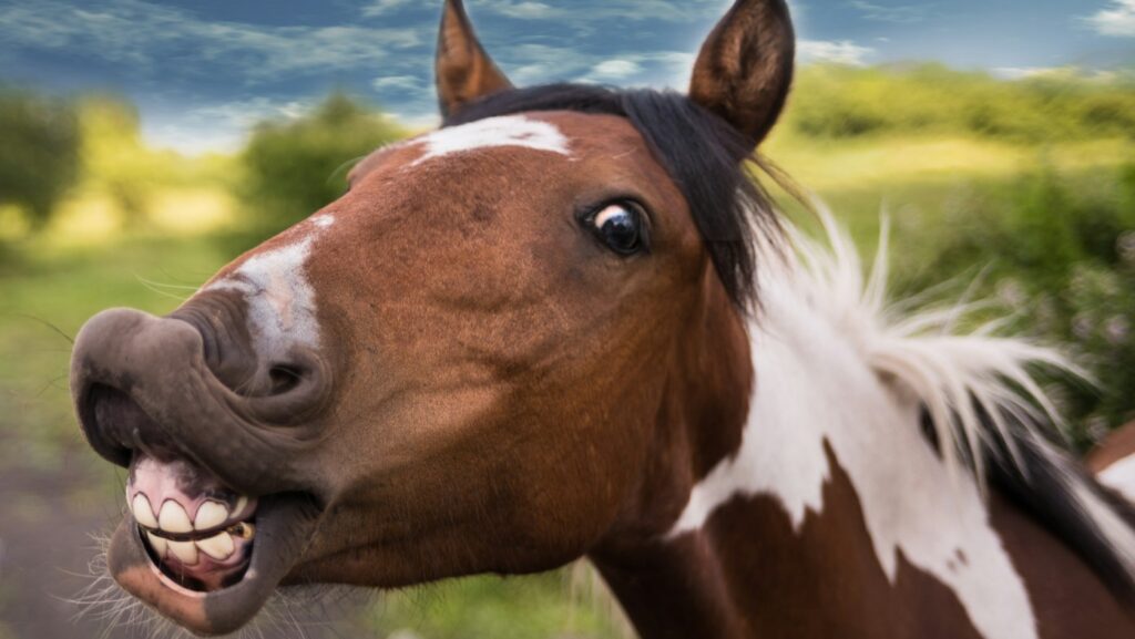 brown horse showing teeth