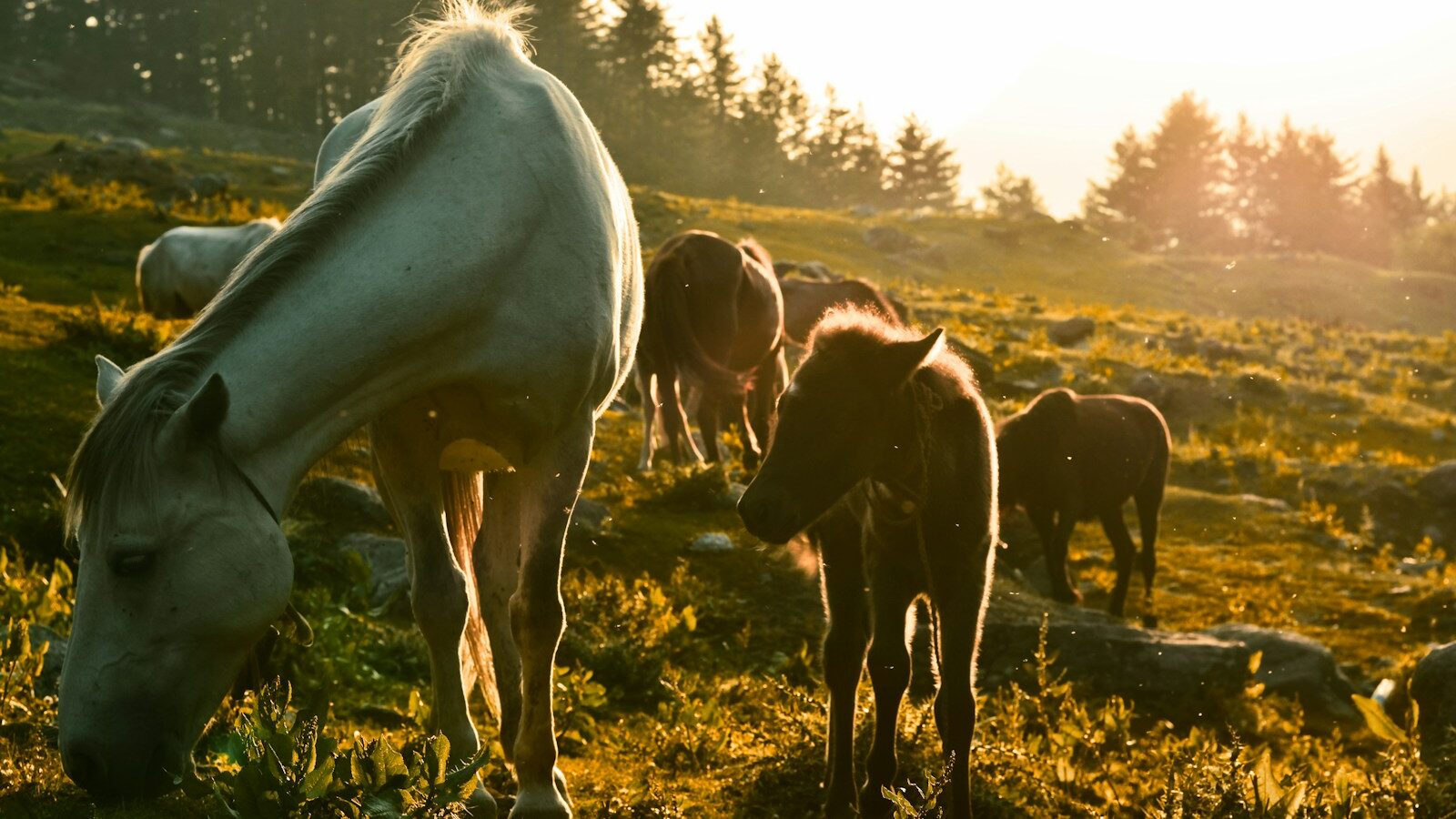 horses eating grass