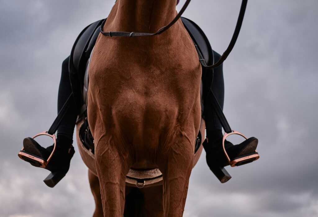 Brown horse with black leather saddle