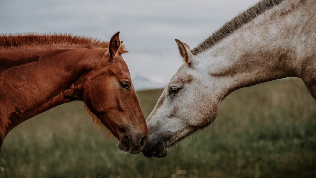 a couple of horses standing next to each other