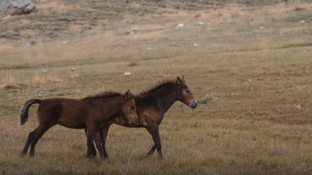 A couple of brown horses standing on top of a grass covered field