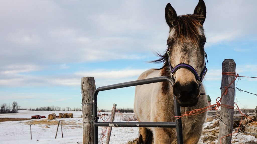 brown horse beside black steel gate