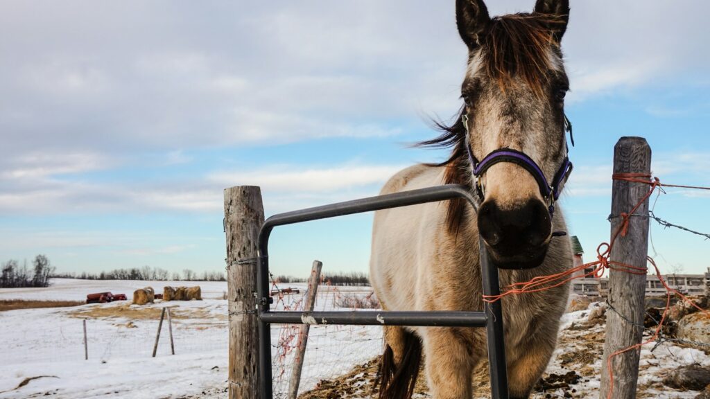 brown horse beside black steel gate