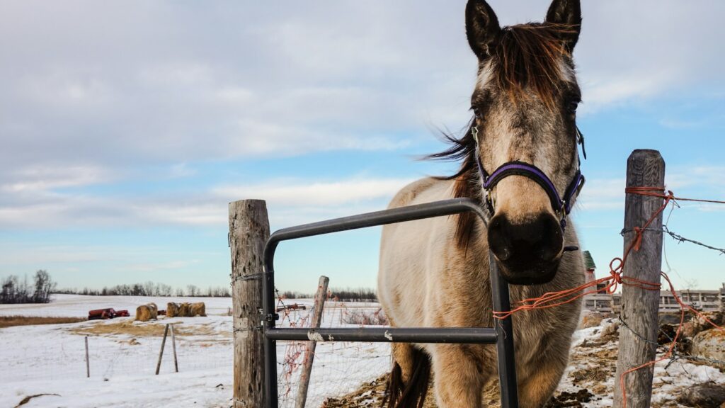 brown horse beside black steel gate