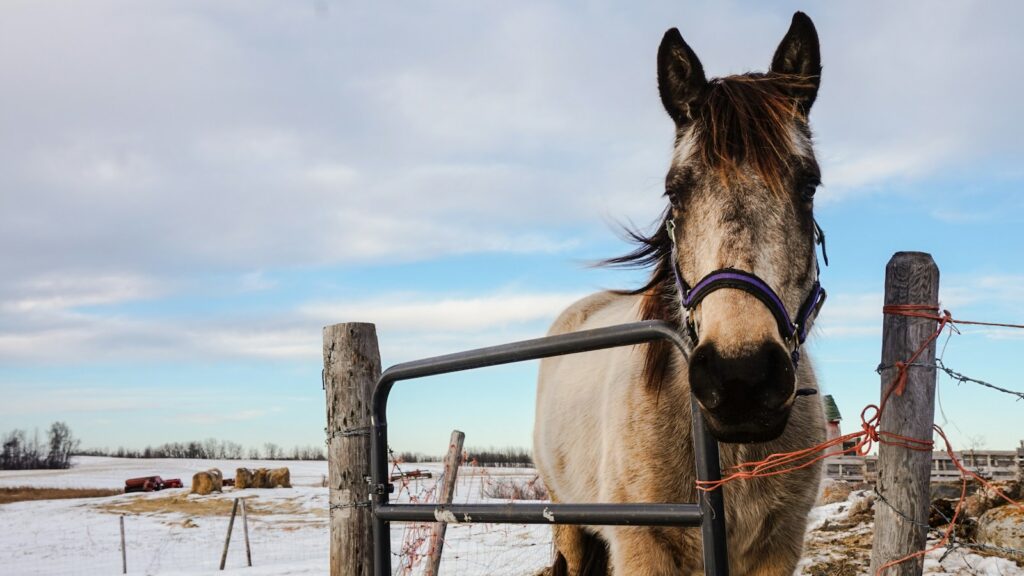 brown horse beside black steel gate