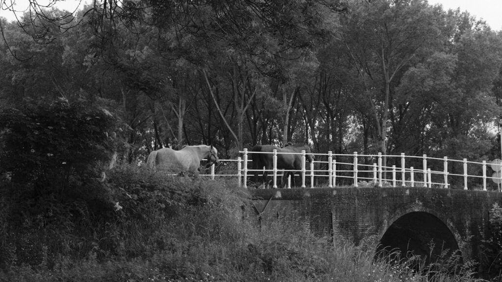 a black and white photo of a horse crossing a bridge
