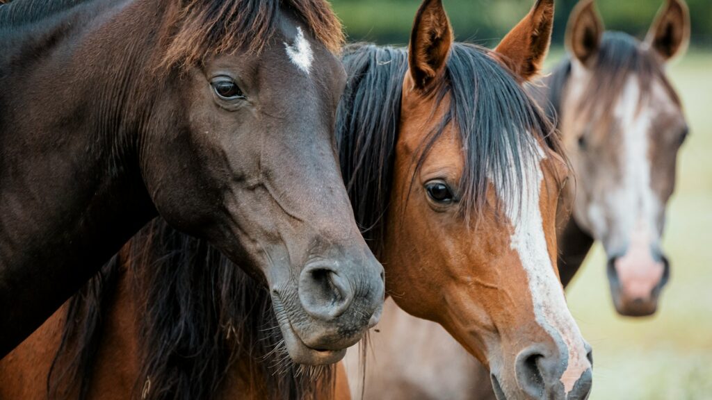 a group of horses standing next to each other