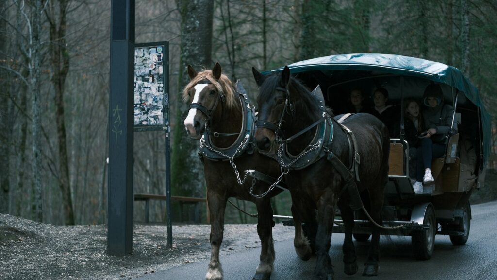 a couple of horses pulling a carriage down a road