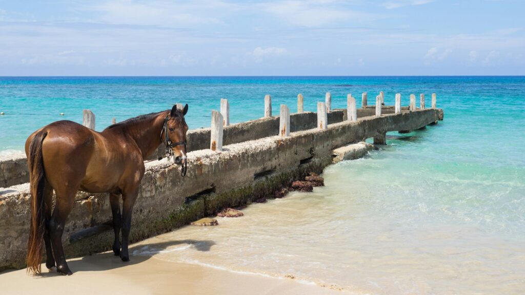 brown horse at the beach during daytime