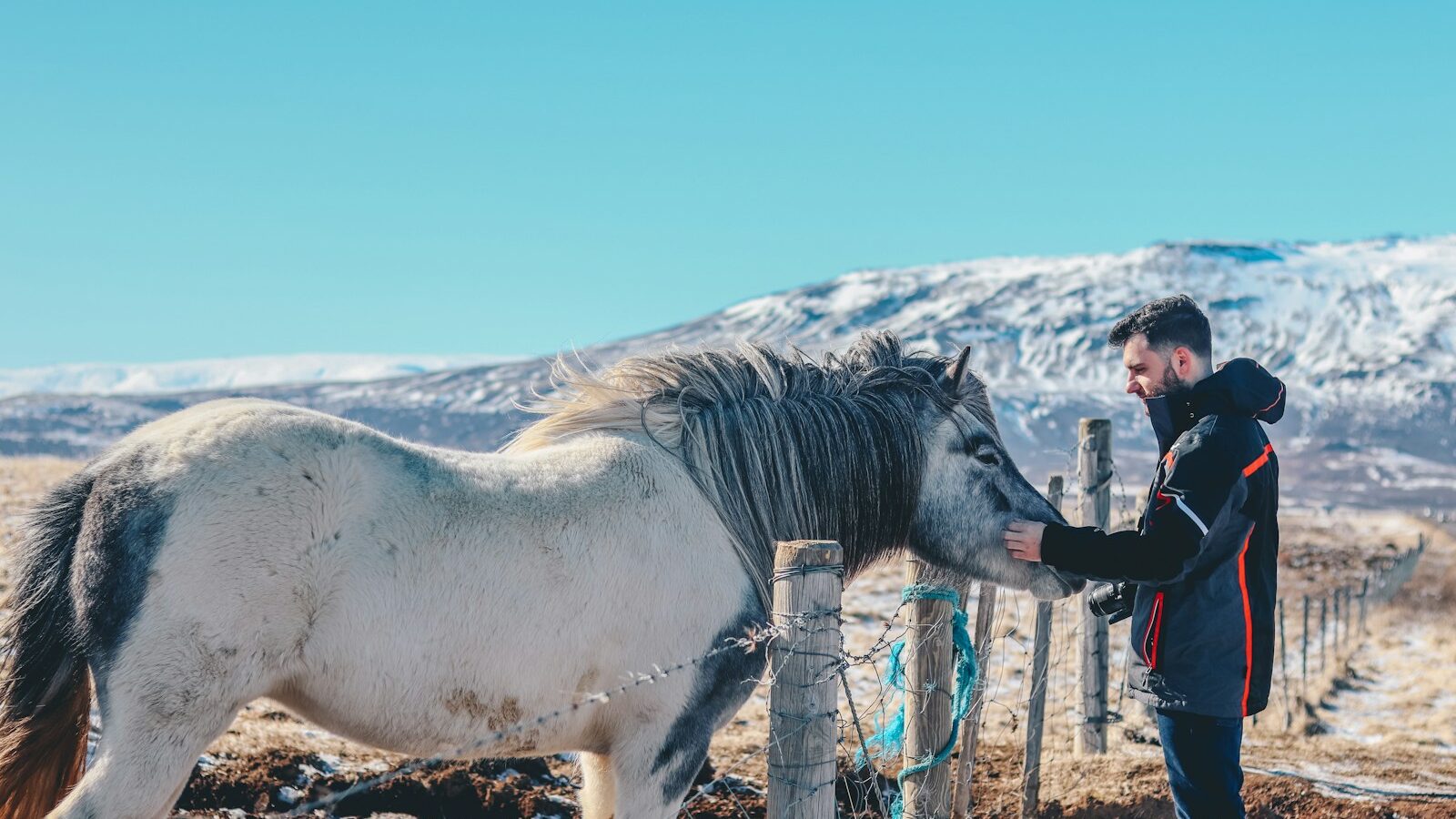 person holding white horse near brown wooden fence under white sky