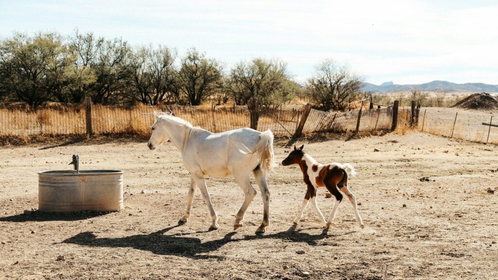 a baby horse walking next to an adult horse
