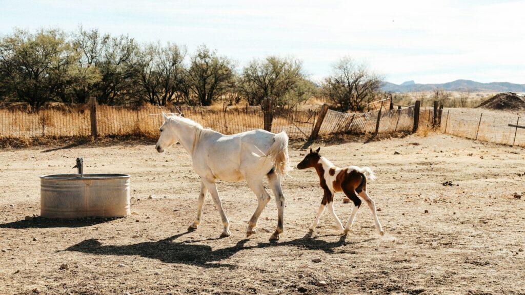 a baby horse walking next to an adult horse