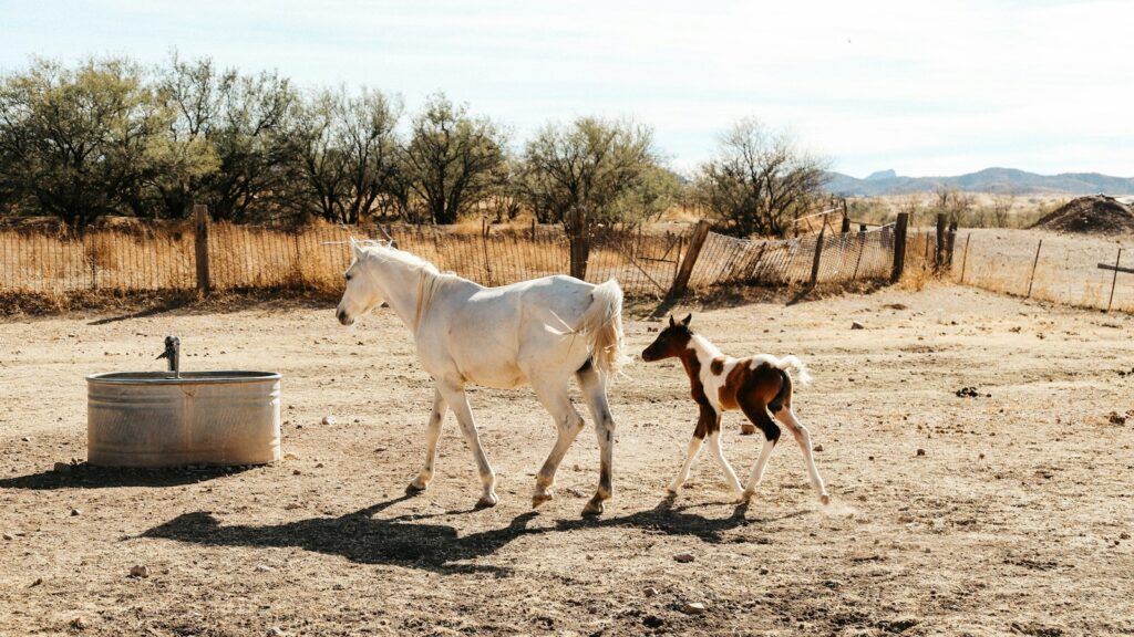 a baby horse walking next to an adult horse