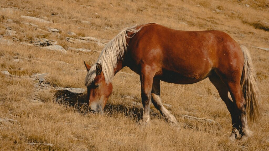 brown horse eating grass