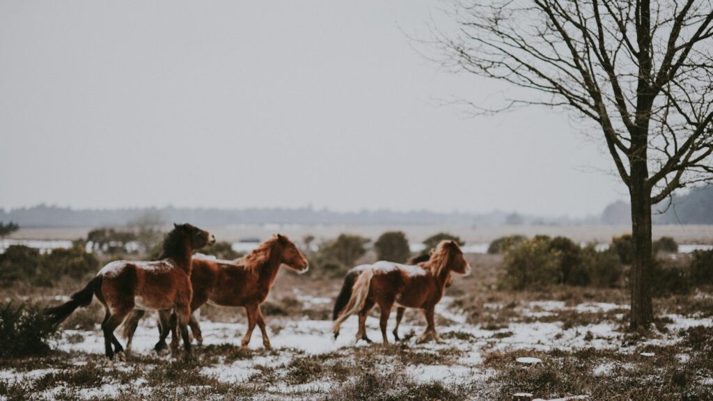 three brown horses near black tree landscape photo