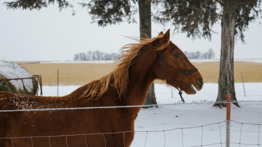 horse on snow field near trees