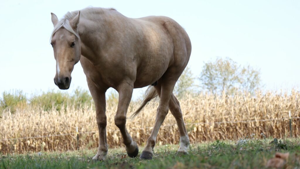 brown horse eating grass during daytime