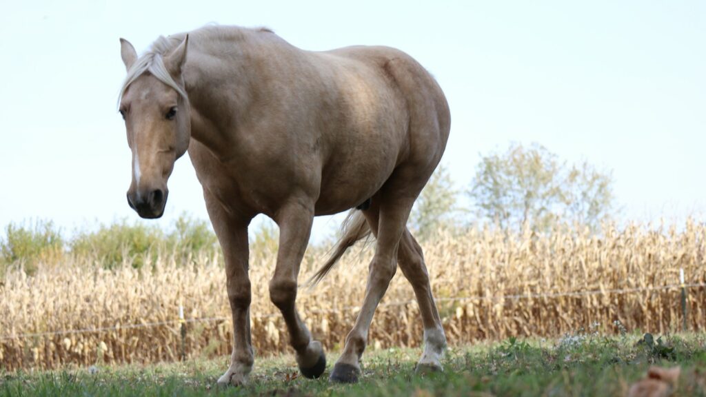 brown horse eating grass during daytime