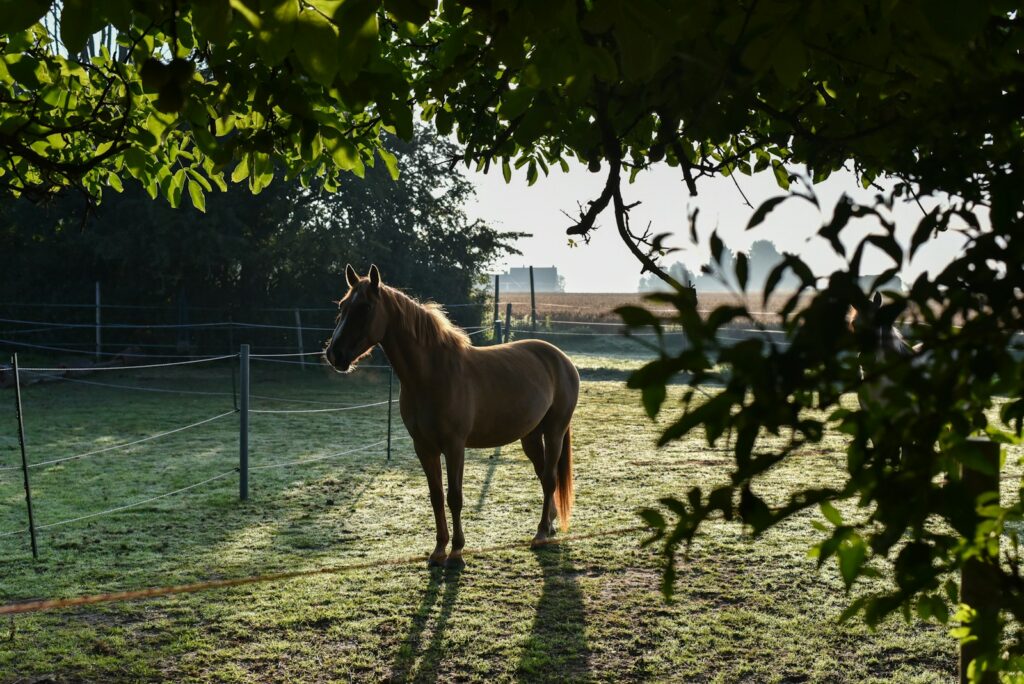 Brown horse standing on green grass field during daytime