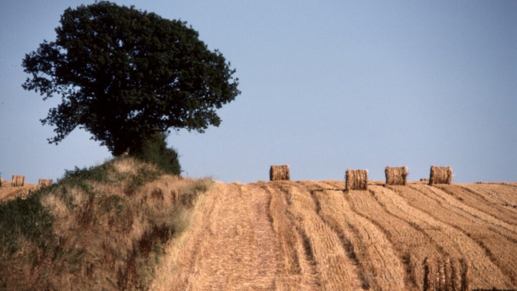 A field with hay bales and a tree