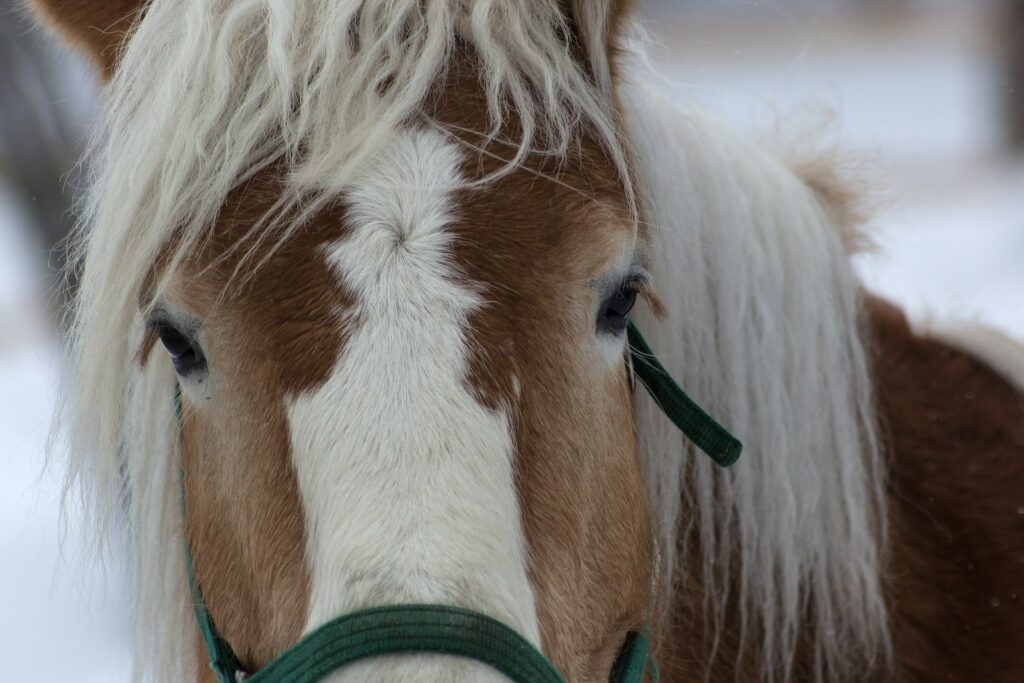 Closeup photo of Haflinger horse