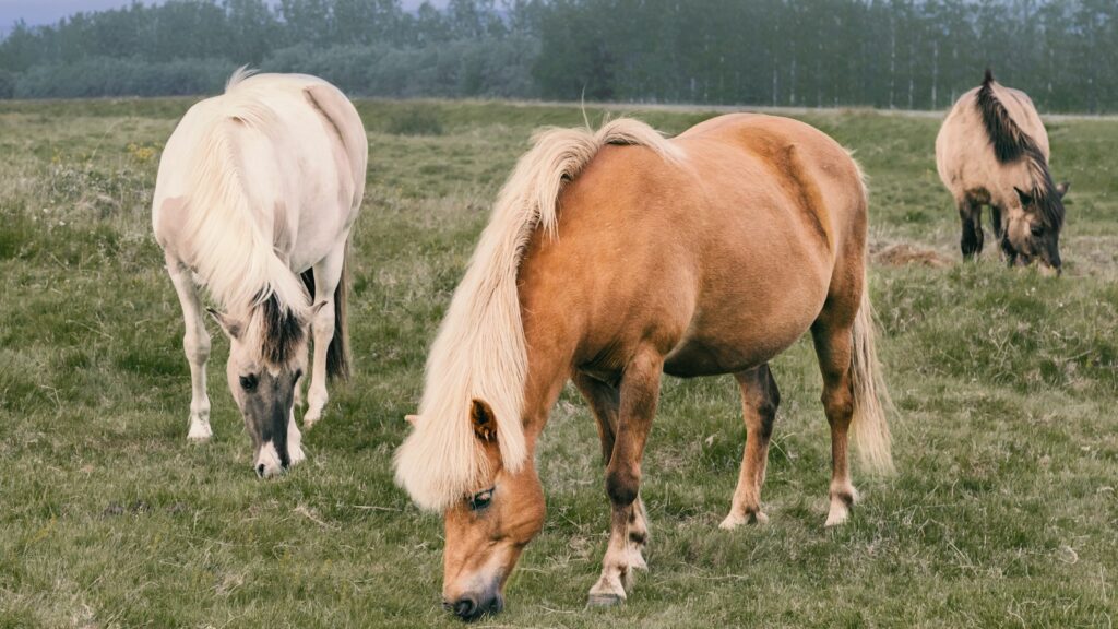 three brown and white horses on green grass field at daytime