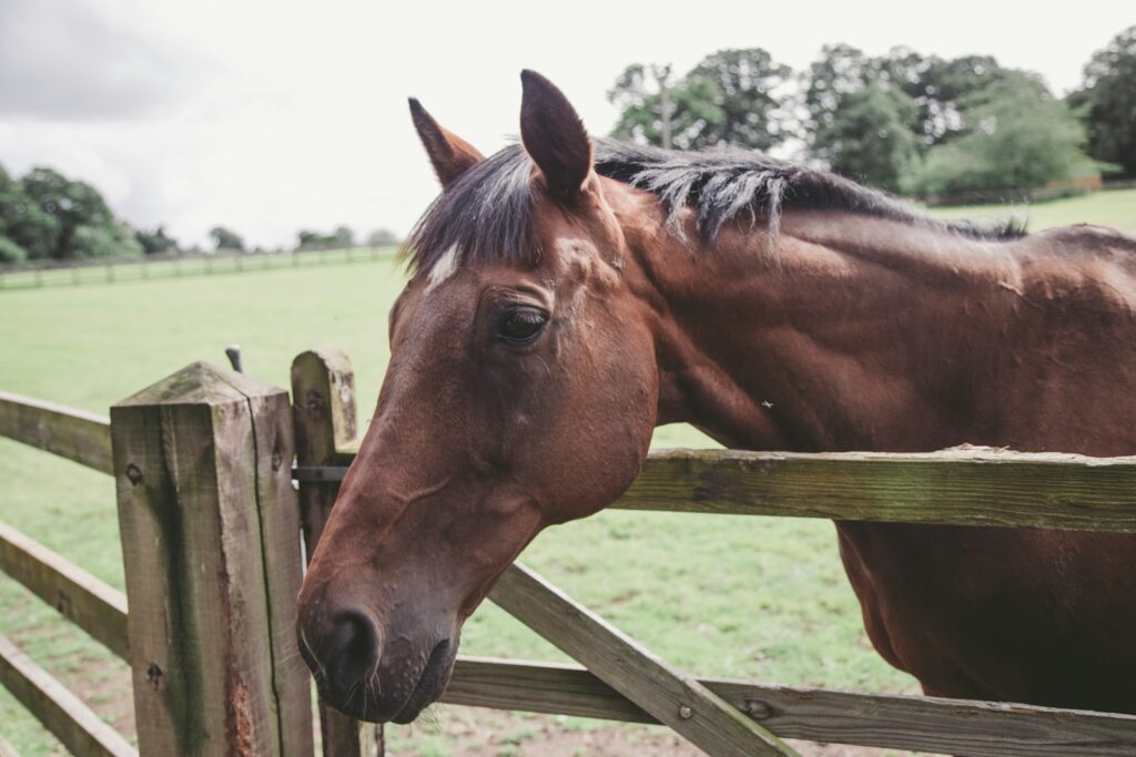A brown horse standing next to a wooden fence