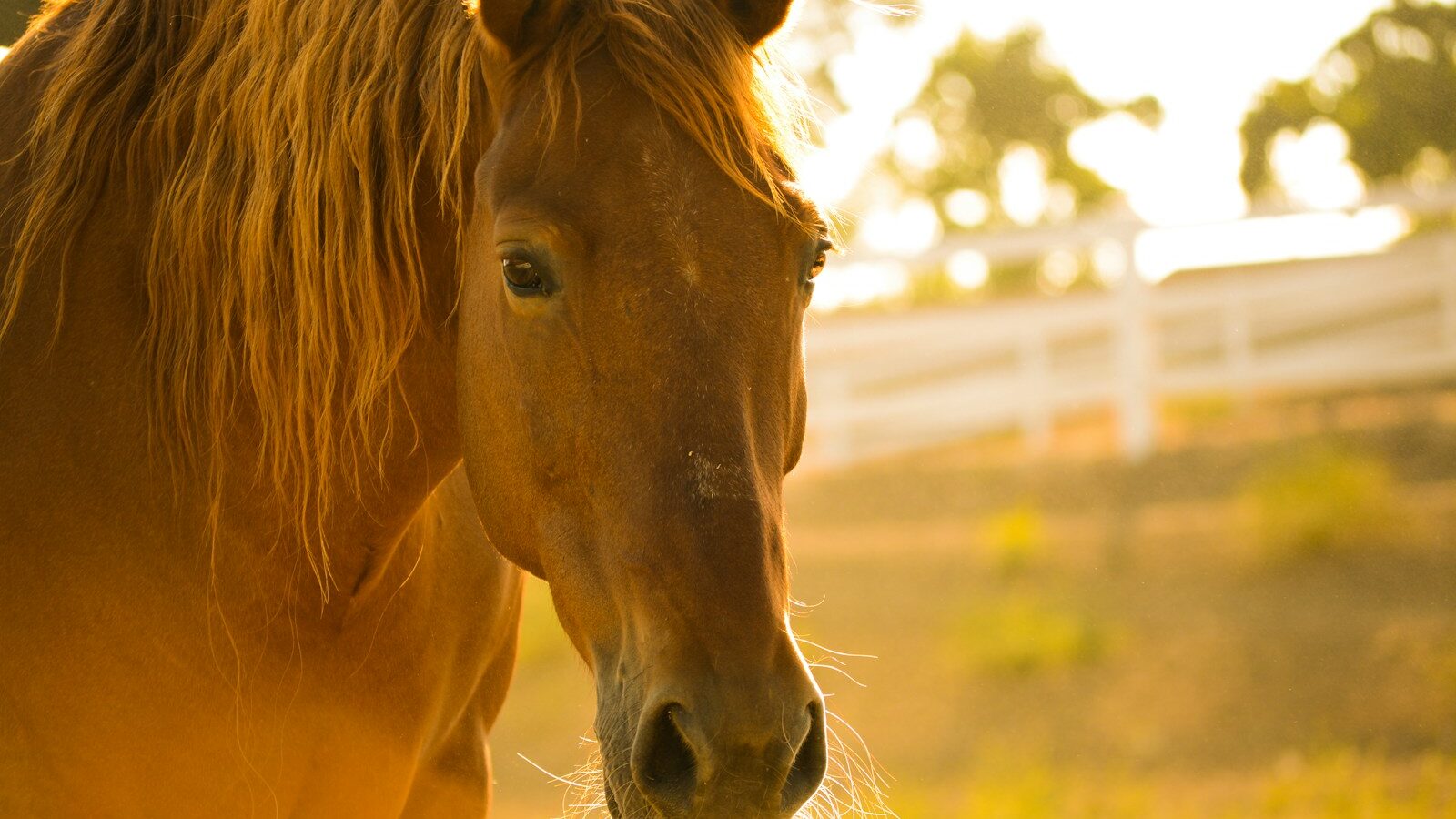 photo of brown horse during day time