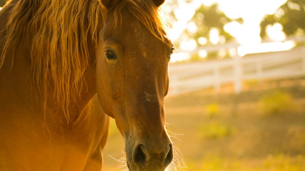 brown horse during day time