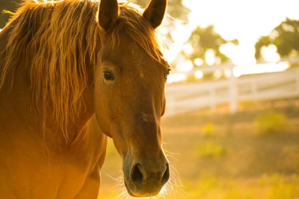 Photo of brown horse during day time