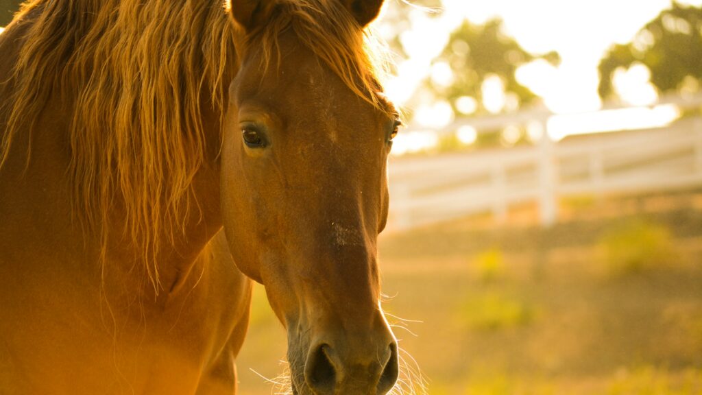 brown horse during day time
