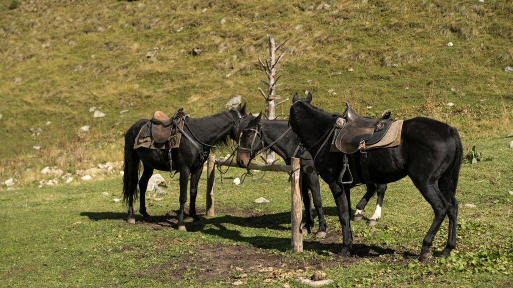 Two black horses standing next to each other in a field