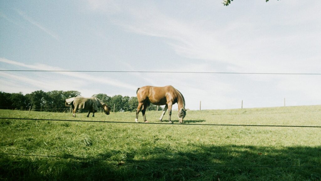 a couple of horses grazing on a lush green field
