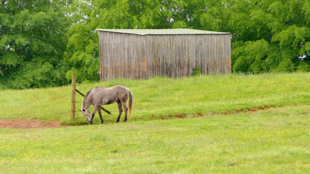 a horse grazing in a field next to a fence