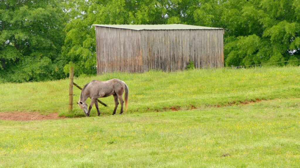 A horse grazing in a field next to a fence