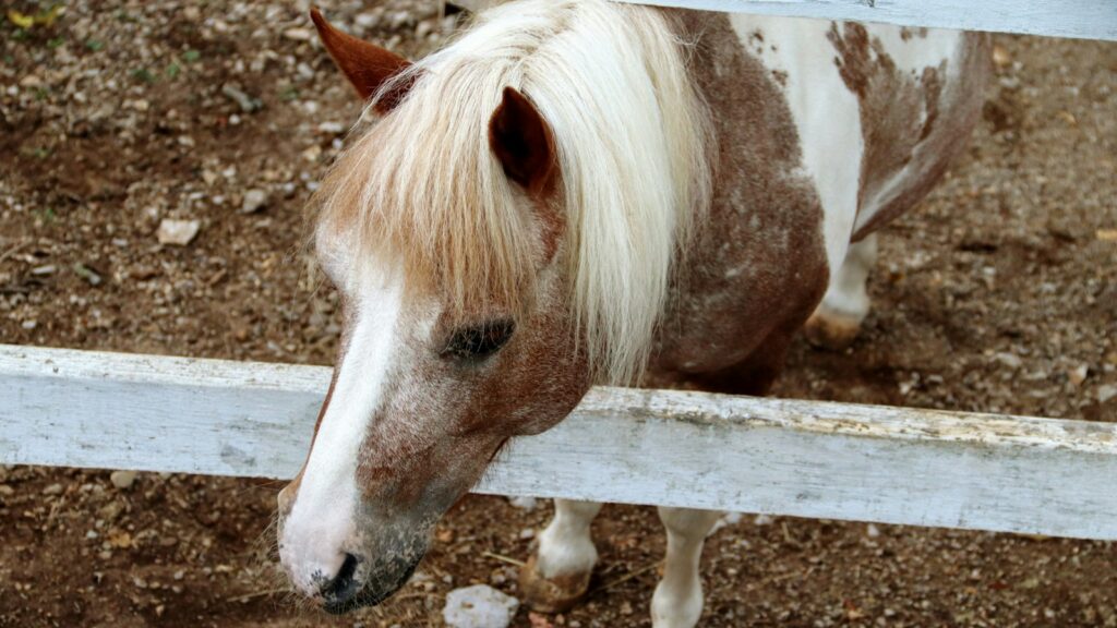 white and brown horse standing on brown soil during daytime