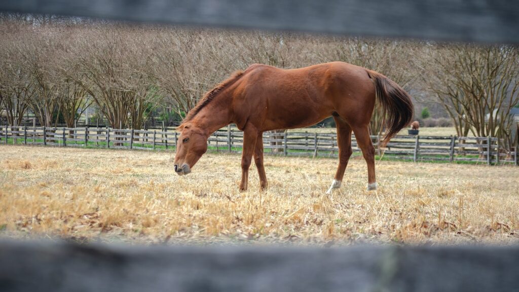 a horse grazing in a field behind a fence