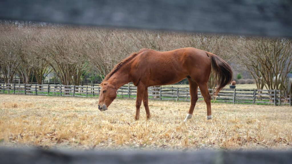 a horse grazing in a field behind a fence