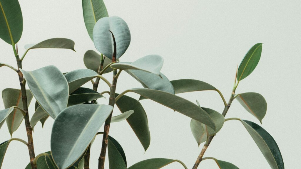 green rubber fig plant
