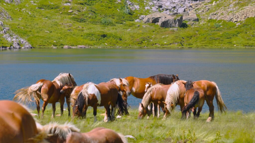 A herd of horses grazing on grass next to a lake