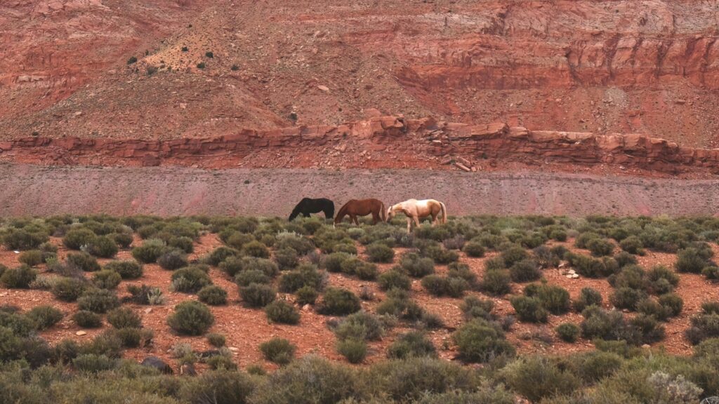 black, brown, and white horses on field
