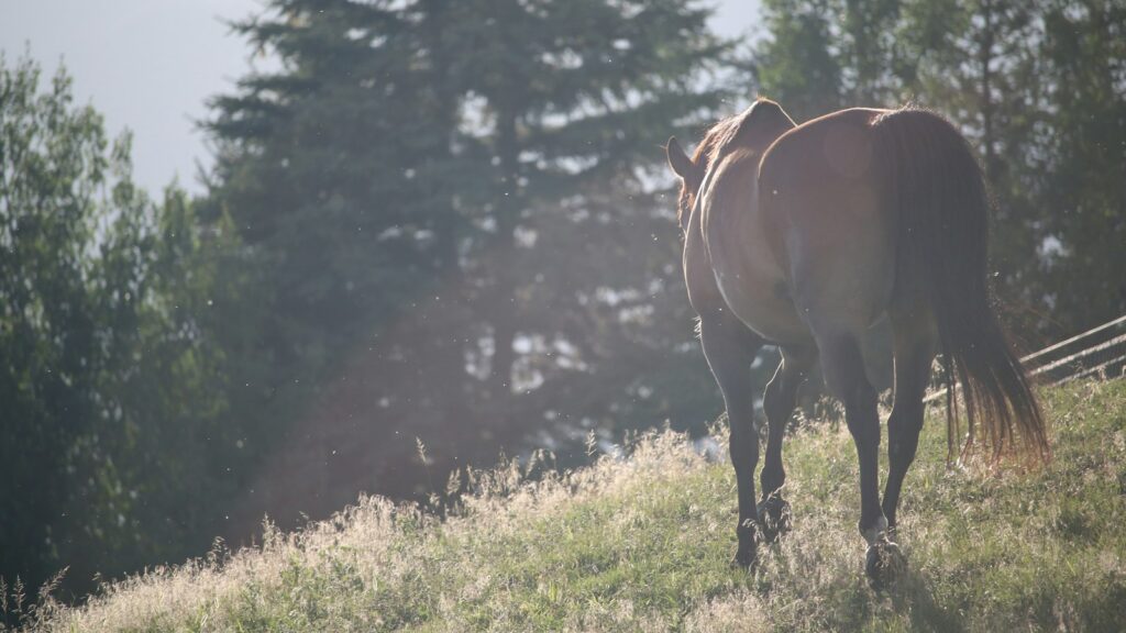 horse walking on fields