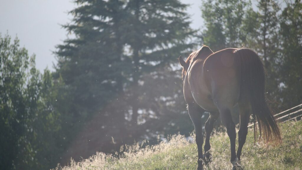 horse walking on fields
